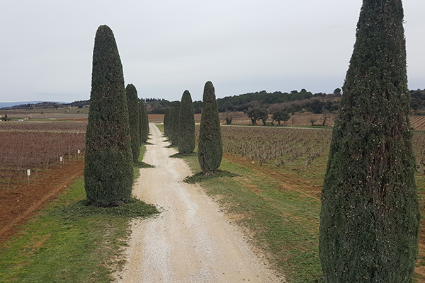 Les différentes tailles d'arbres dans notre région d'Avignon Vaucluse