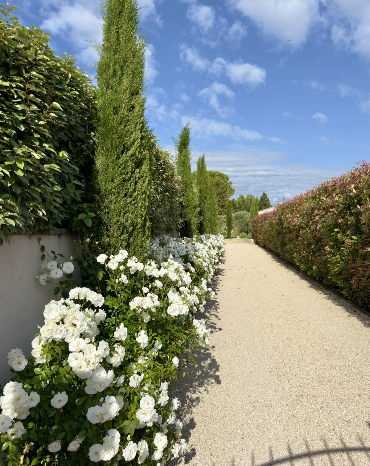 rosier iceberg le long d'un chemin