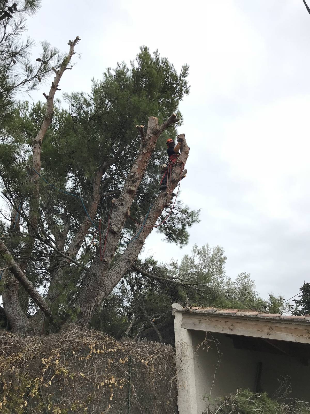 Pourquoi faut-il élaguer/ tailler les arbres notamment en Provence ?