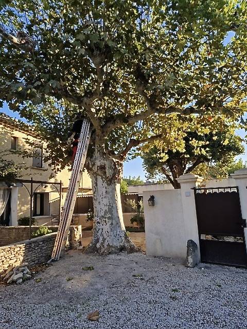 Abattage d'un arbre platane gênant sur une habitation privée à L'isle sur la Sorgue (84) dans le Vaucluse