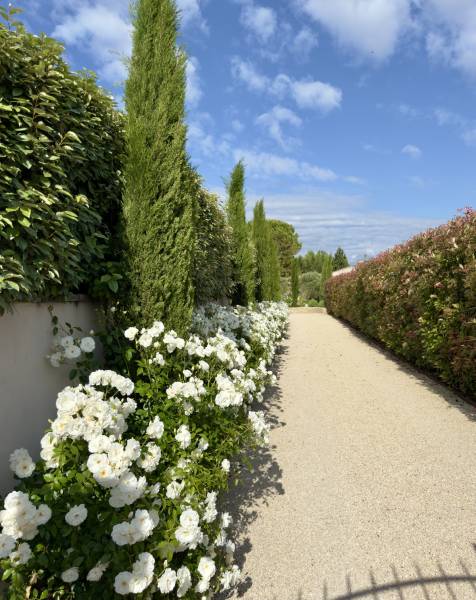 rosier iceberg le long d'un chemin