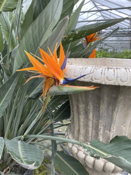 Le choix des végétaux lors de nos aménagements en Provence