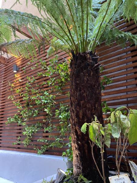 bananier et brise vue en bois