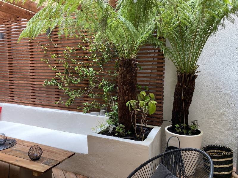 plantation de palmiers