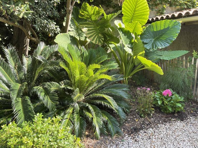 Création et aménagement d'un jardin paysager autour d'un bassin/piscine naturelle