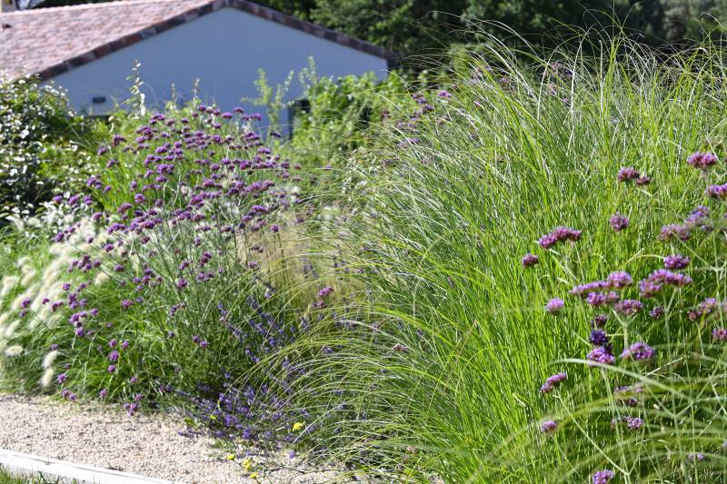 Plantes méditerranéenne 