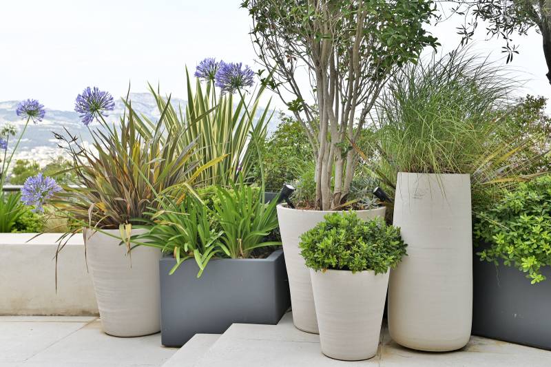 Le choix des végétaux lors de nos aménagements en Provence