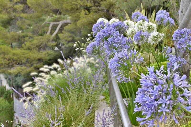 Le choix des végétaux lors de nos aménagements en Provence