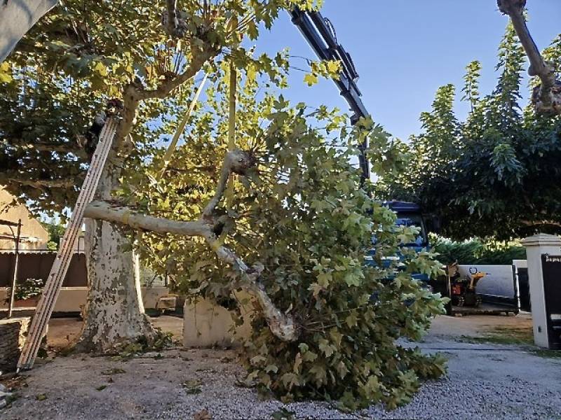 Abattage d'un arbre platane gênant sur une habitation privée à L'isle sur la Sorgue (84) dans le Vaucluse