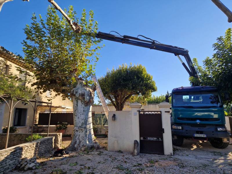 Abattage d'un arbre platane gênant sur une habitation privée à L'isle sur la Sorgue (84) dans le Vaucluse