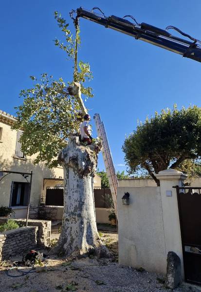 Abattage d'un arbre platane gênant sur une habitation privée à L'isle sur la Sorgue (84) dans le Vaucluse