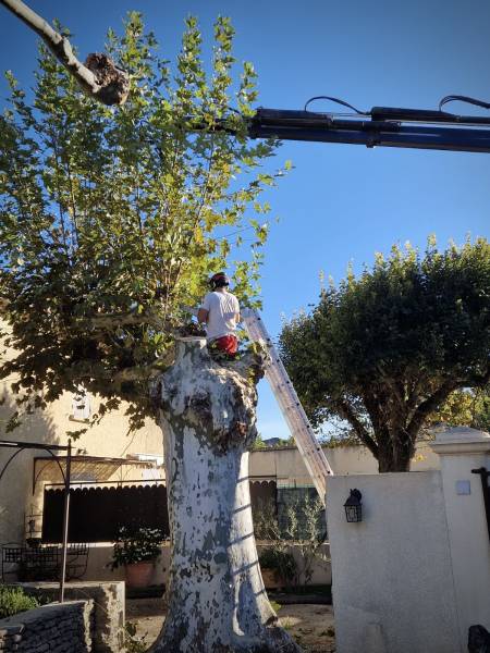 Abattage d'un arbre platane gênant sur une habitation privée à L'isle sur la Sorgue (84) dans le Vaucluse