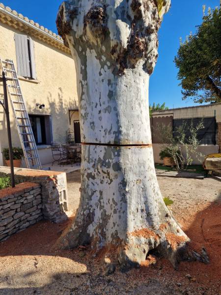 Abattage d'un arbre platane gênant sur une habitation privée à L'isle sur la Sorgue (84) dans le Vaucluse