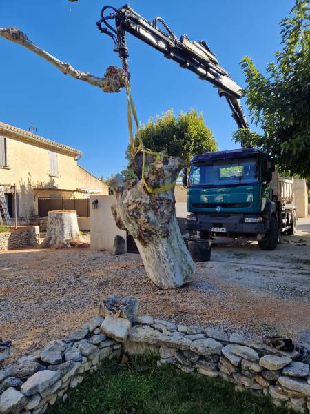 Abattage d'un arbre platane gênant sur une habitation privée à L'isle sur la Sorgue (84) dans le Vaucluse